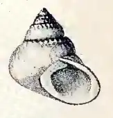 Homalopoma indutum