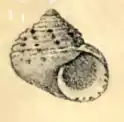 Homalopoma maculosa