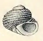 Homalopoma nocturnum