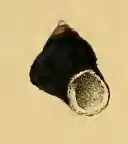 Homalopoma sangarense