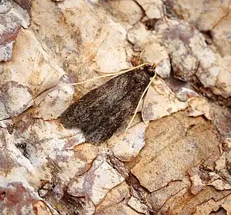 Homaloxestis briantiella