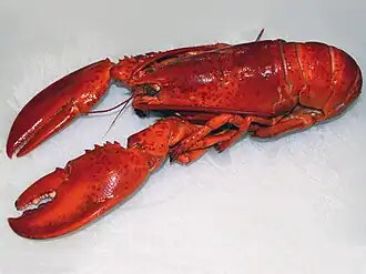 Homarus americanus