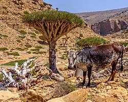 Drakenbloedboom met dwergzeboe