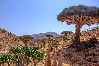 Drakenbloedbomen en woestijnrozen op het Homhilplateau