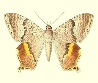 Homidiana subpicta