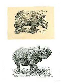 Rhinoceros. Hommage à Dürer. Lijnets, chine collé. Bovendeel naar houtsnede van Albrecht Dürer uit 1515. 1990/2006