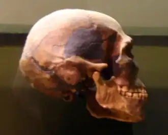 schedel Předmosti 3