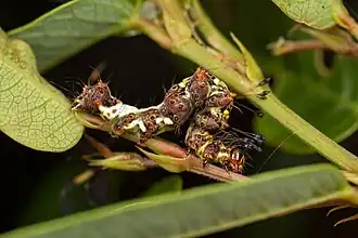 Homodes bracteigutta