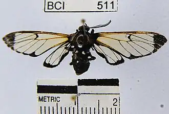 Homoeocera stictosoma