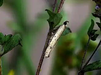 Homoeosoma inustella
