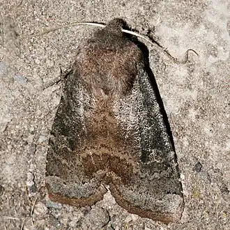 Homoglaea carbonaria