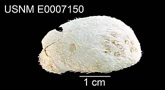 Homolampas lovenioides