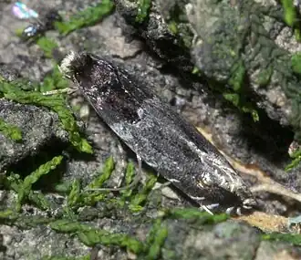 Homosetia argentinotella