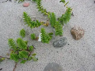 Zeepostelein (Honckenya)