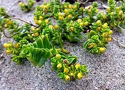 zeepostelein met vruchten