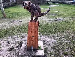 Hond, Jeroen Boersma 2022