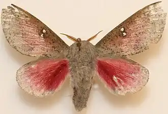Syssphinx bicolor