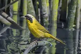 Nelsons maskerzanger