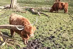 Schotse hooglanders in park Vogelenzang (2016)