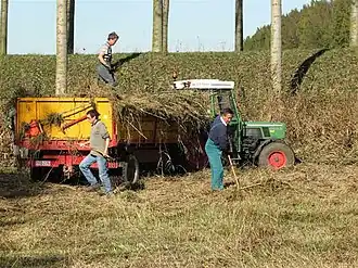 Verwijderen van hooi om de bodem te verschralen van natuurgebied in Vlaanderen