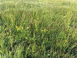 Associatie van boterbloemen en waterkruiskruid