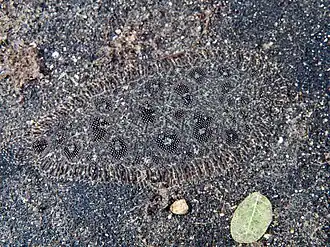 Heteromycteris hartzfeldii