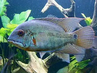 Hoplarchus psittacus