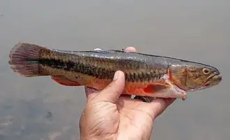 Hoplerythrinus