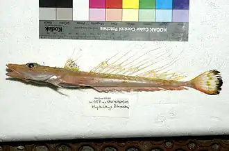 Hoplichthys filamentosus