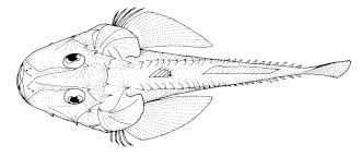 Hoplichthys haswelli