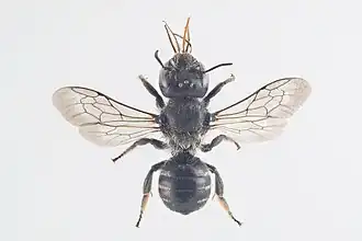 Geelgespoorde houtmetselbij