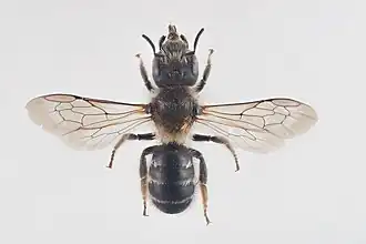 Hoplitis tuberculata