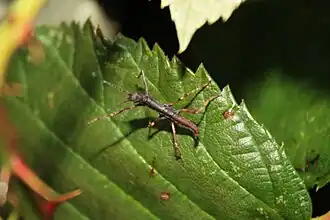 Hoploclonia abercrombiei