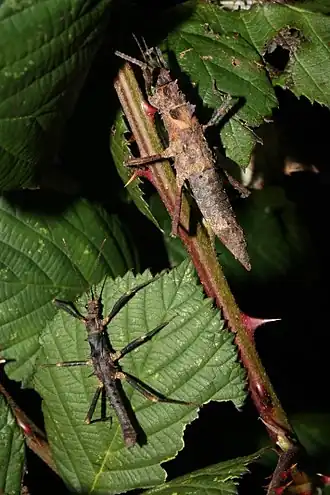 Hoploclonia cuspidata