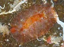 Hoplodoris bifurcata