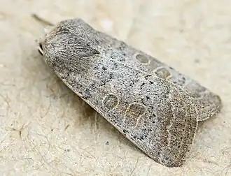 Hoplodrina ambigua Zuidelijke stofuil