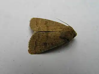 Hoplodrina octogenaria Gewone stofuil