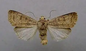 Hoplodrina superstes