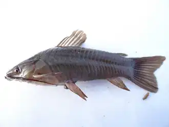 Hoplosternum magdalenae