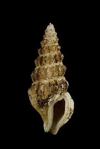 Horaiclavus multicostatus