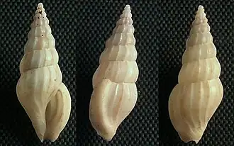 Horaiclavus splendidus