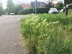 Close-up van de associatie in een ruderale straatberm