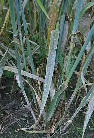 Echte meeldauw op wintergerst