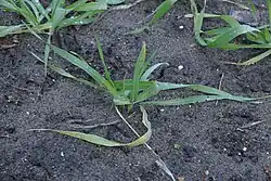 Zesrijige wintergerst begin maart