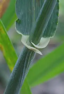 Tongetje en oortjes bij wintergerst