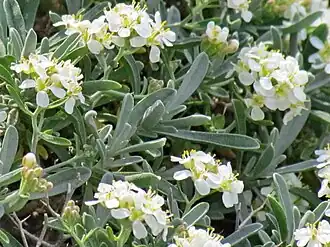 Ptilotrichum spinosum