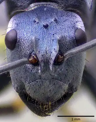 Polyrhachis cyaniventris