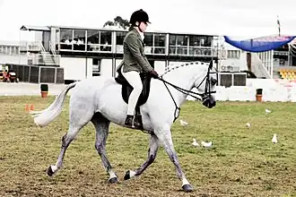 Australische pony in Melbourne, 2005