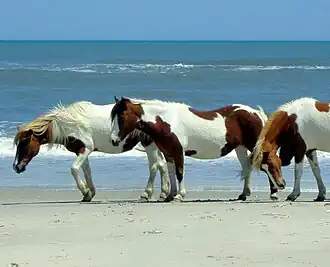 Chincoteague pony's op het strand