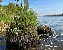Horsten van scherpe zegge in de Maas.